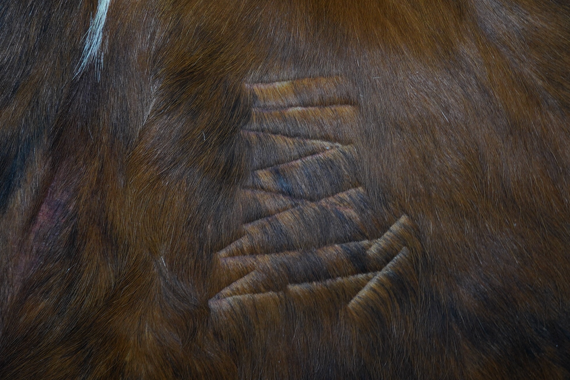 A brown and cream cowhide rug. Condition - fair, as per the images